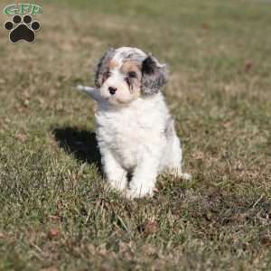 Frosty, Cavapoo Puppy